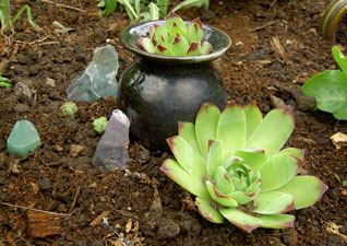 (hens and chicks, aka houseleeks)