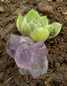 (hens and chicks, aka houseleeks)