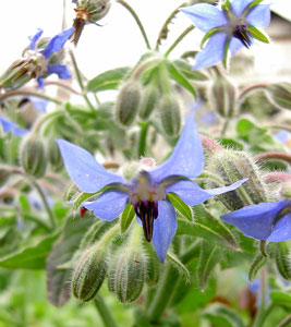 (blue borage flower)