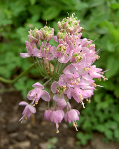 (pink-mauve nodding onion flowers)