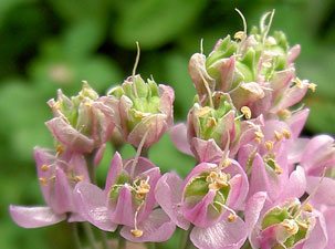 (pink-mauve nodding onion flowers)