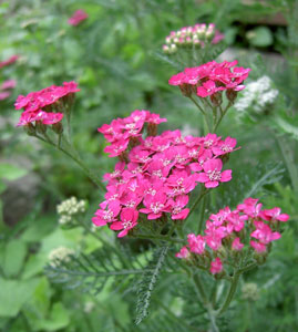 (pink yarrow flowers)