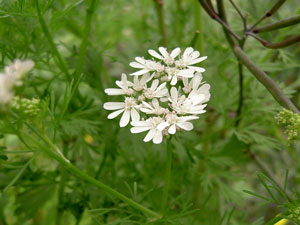 (white cilantro flowers)