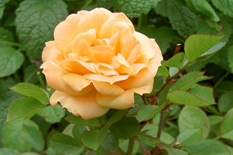 (peach miniature rose)