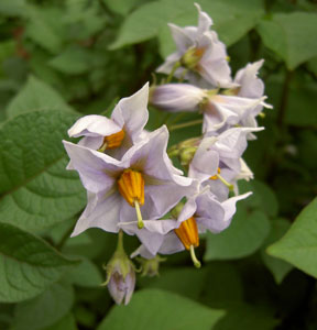 (purple and orange potato flowers)