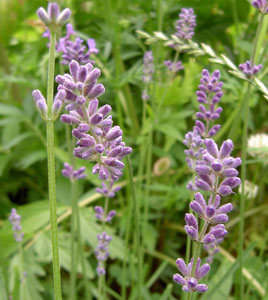 (mauve lavender flowers)