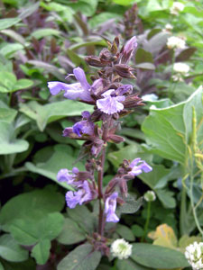 (mauve sage flowers)