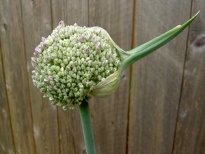 (flower head of a leek)