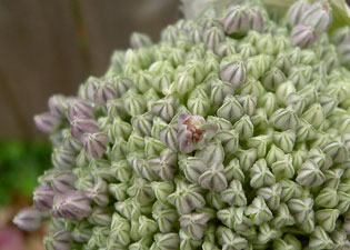 (closeup, leek flower head)