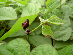 (purple bean flower bud)