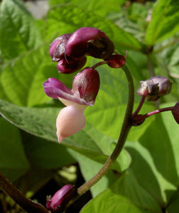 (purple bean flower)