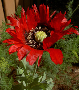 (red poppy flower)