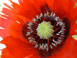 (closeup, red poppy flower)