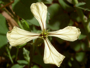 (white arugula flower)