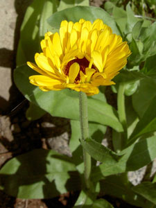 (yellow marigold flower)