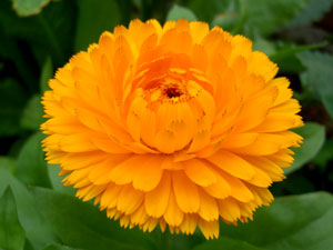 (orange marigold flower)