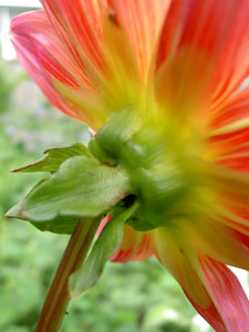 (the back of a pink and yellow flower)