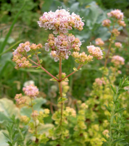 (a cluster of pink oregano flowers)