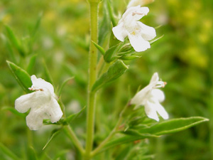 (three white savory flowers)