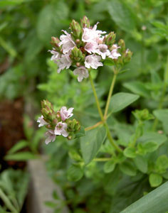 (a cluster of tiny pink flowers)