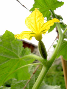 (cucumber plant showing leaves and flower)