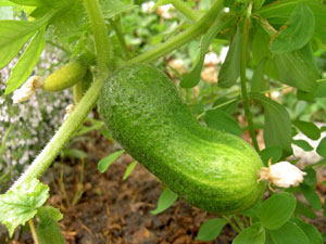 (a cucumber still attached to the vine)