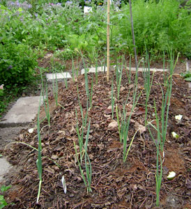 (closeup of a section of the middle garden)