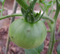 (closeup of green tomato)