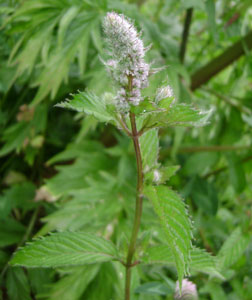 (a stalk of pale mauve mint flowers)