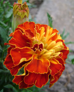 (orange and yellow marigold flower with bud)