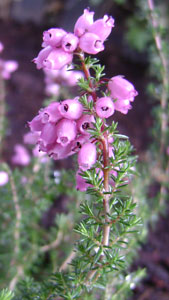 (pink heather flowers)