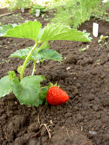 (strawberry on a plant)