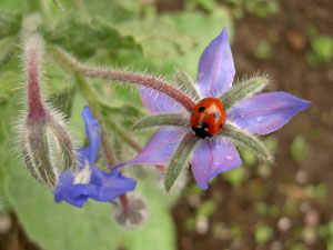 (ladybug on a blue flower)