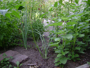 (closeup of small bed on north side of garden)