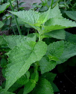 (a leafy green plant)