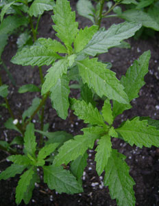 (several green plants from above)