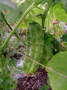 (cucumber on the vine)