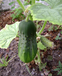 (cucumber on the vine)