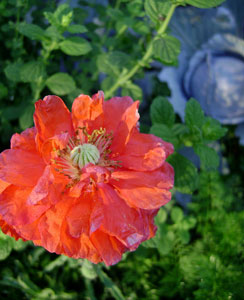 (red poppy with green and blue foliage in the background)