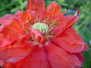 (red poppy, close up)