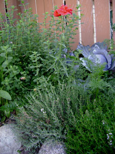 (red poppy, foliage, purple cabbage)