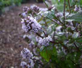 (a stalk of mauve flowers)