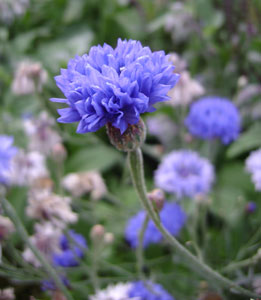 (blue cornflower)