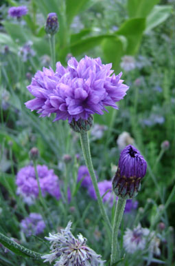 (purple cornflower)