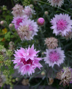 (several pink cornflowers)