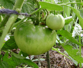 (two green tomatoes on the vine)