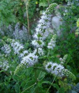 (stalks of white flower clusters)