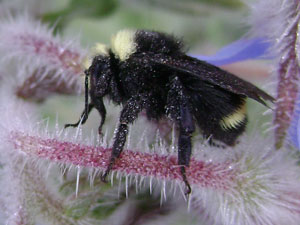 (closeup of a bumble bee)