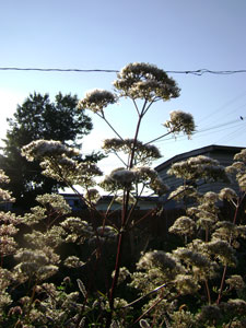 (stalks of fluffy white flowers against a blue sky)