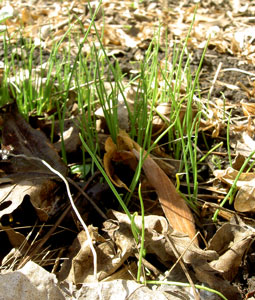 (seedlings in leaf mulch)